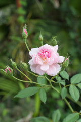 The pink fairy rose flower.