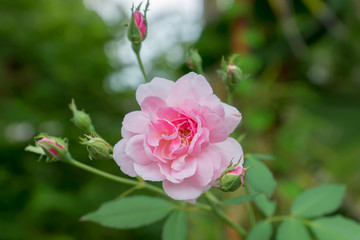 The pink fairy rose flower.