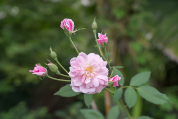 Fototapeta na wymiar The pink fairy rose flower.