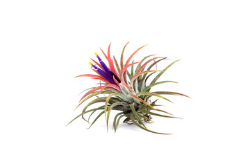 Tillandsia with violet flower.