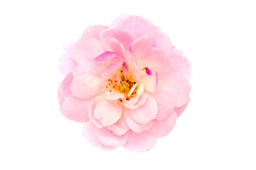 Naklejka na ściany i meble The pink fairy rose flower on white background.