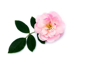 Naklejka na ściany i meble The pink fairy rose flower with leaf on white background.