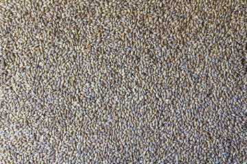 Pearl barley