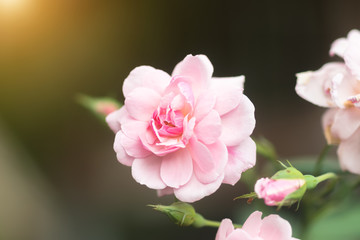 Fototapeta premium The pink fairy rose flower.