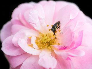 The pink fairy rose flower.