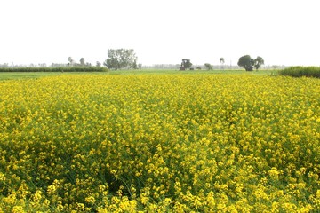 Mornings in Punjab are truly refreshing