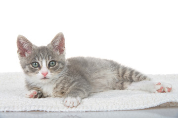 Plakat Gray and white kitten laying on sheepskin blanket looking at viewer. White background, reflective surface in foreground.