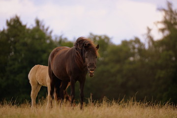 Fototapeta premium laughing, young brown island horse yaws