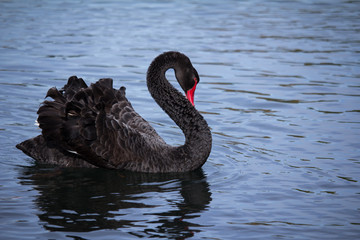 Fototapeta premium Black Swan Preening while sitting on Lake in Auckland New Zealand