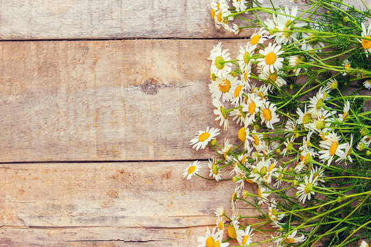 Medicinal chamomile on wooden background. Medicinal plants. Selective focus.  