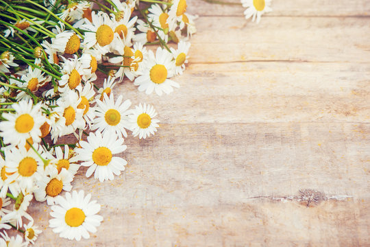 Medicinal chamomile on wooden background. Medicinal plants. Selective focus.  