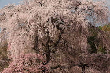 勝間薬師堂枝垂れ桜