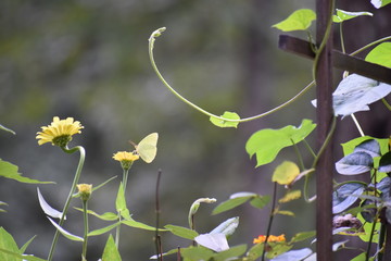 Yellow Butterfly