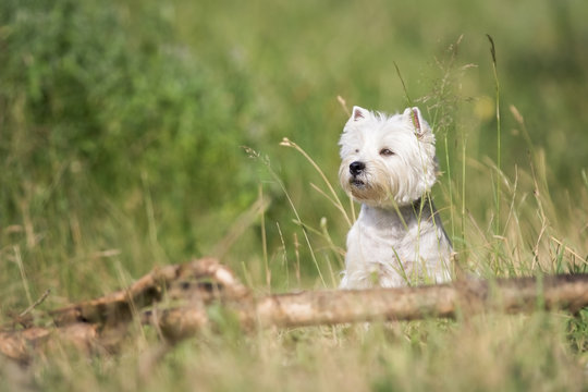 West Highland Terrier Hund beim Spaziergang