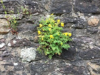 Wall Flower