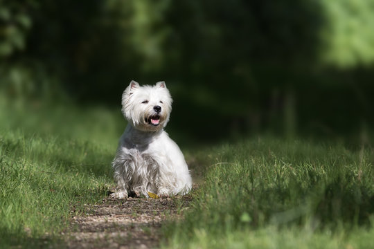 West Highland Terrier Hund beim Spaziergang