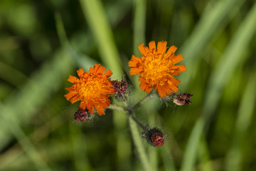 Hieracium - Orange hawk flowers.