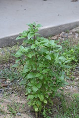 Veggies, Herbs and Fruit