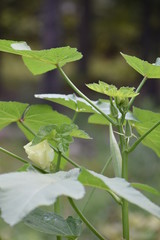 Veggies, Herbs and Fruit