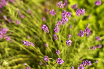 Lavender Flowers./Lavender Flowers 