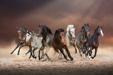 Herd of horses run forward on the sand in the dust on evening sky background
