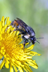 Close up of Bumble Bee ( Bombus borealis ) feeding nectar from dandelion flower.