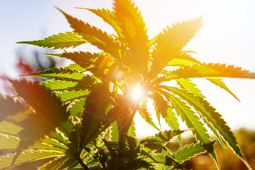 Cannabis plant in golden summer light, marijuana background with lens flare