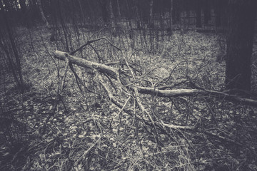 Broken Tree Branches Retro