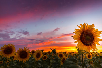 Sunflower fields profiled on warm sunset colors, in rural field in Europe