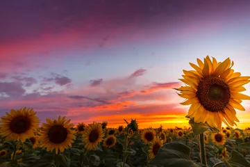 Photo sur Plexiglas Campagne Champs de tournesol profilés sur des couleurs chaudes du coucher du soleil, dans un domaine rural en Europe