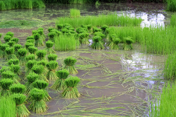 Rice fields plantation, organic asian rice farm and agriculture, countryside in Thailand
