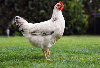 Chicken in bio farm