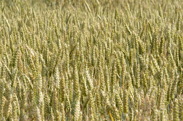 Abstract view in a wheat field.