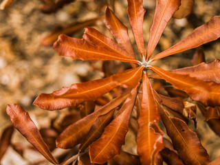 After the Fire Lennox Head Banksia