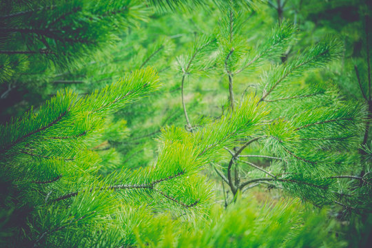 Fototapeta Green Spruce Tree Branches Retro