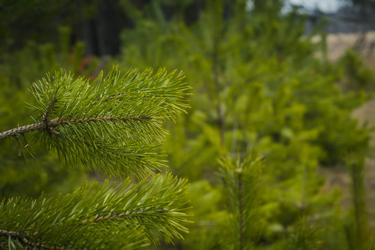 Fototapeta Green Spruce Tree Branches