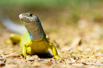 European green lizard Lacerta viridis, female