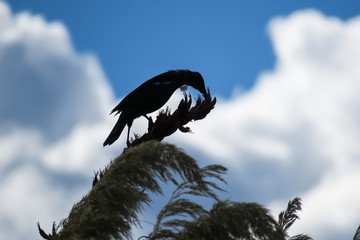 fly fishing trout new zealand river lake scene stunning scenery