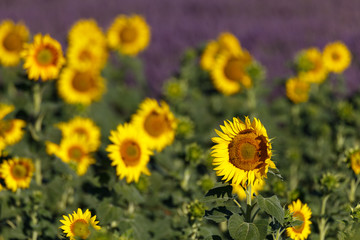 sunflowers fields