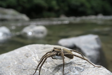 water spider