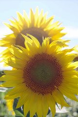 sunflowers close up in a sunny day
