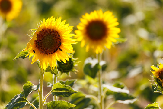sunflowers fields