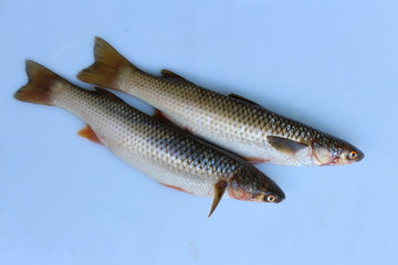 Fresh fish on the table