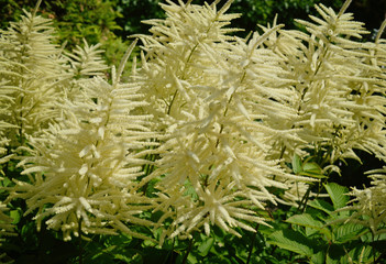 Арункус (Волжанка) пышно цветёт в саду.
