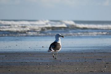 seagull beach