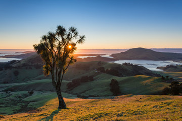 Otago Peninsula Cabbage tree