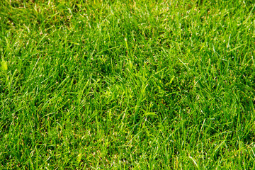 Green grass background