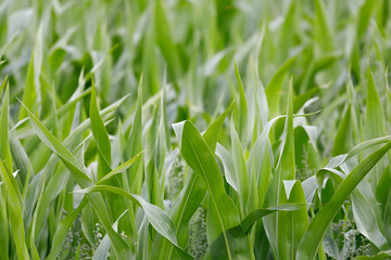 young green corn field with shallow focus