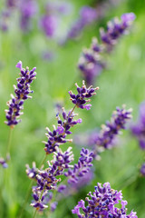 summer lavender flowering in garden