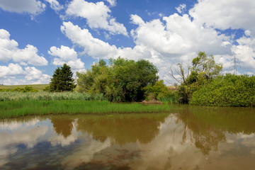 Obraz na płótnie Canvas reeds at the pond in summertime